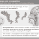 Image for article titled The science of “hangry”—why some people get grumpy when they’re hungry